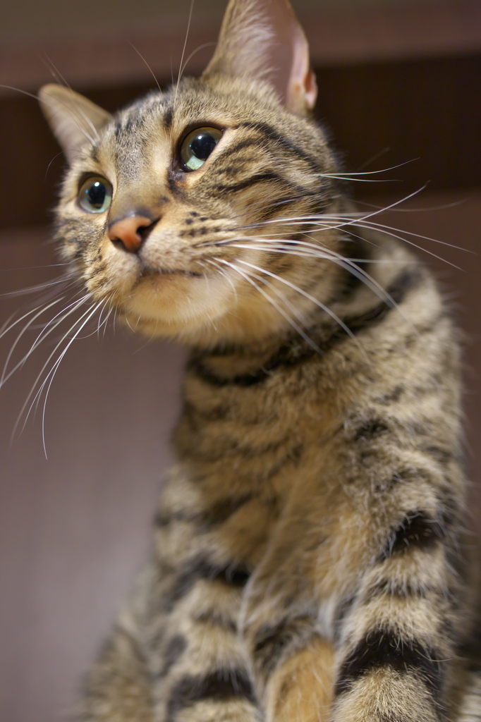 猫カフェ