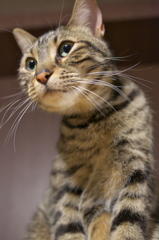 猫カフェ