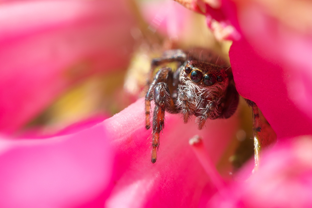 ツツジの花の影から