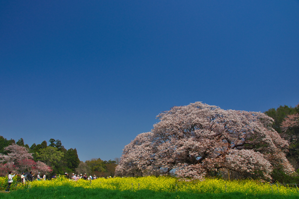 吉高の大桜