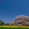 吉高の大桜