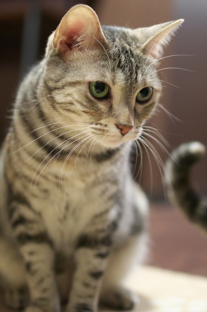 猫カフェ