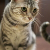 猫カフェ
