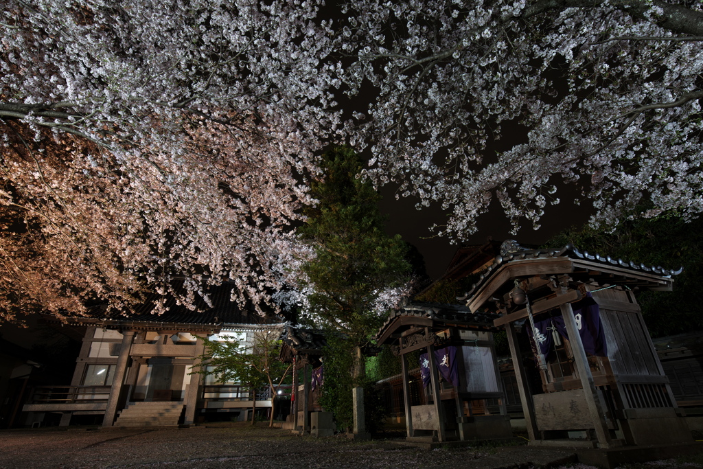 夜桜