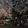 夜桜