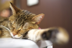 猫カフェ
