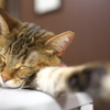 猫カフェ