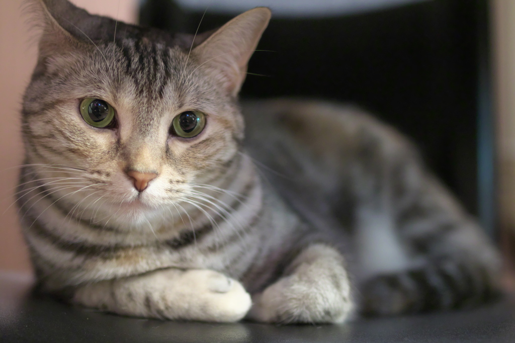 猫カフェ