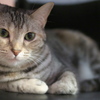 猫カフェ