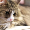 猫カフェ