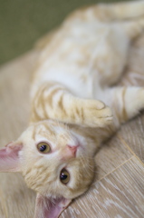 猫カフェ