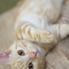 猫カフェ
