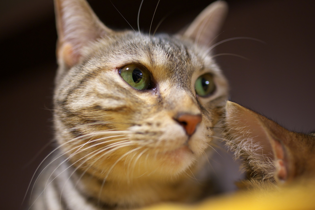 猫カフェ