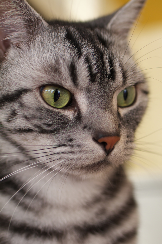 上野猫まるカフェ