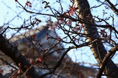 桜フライング