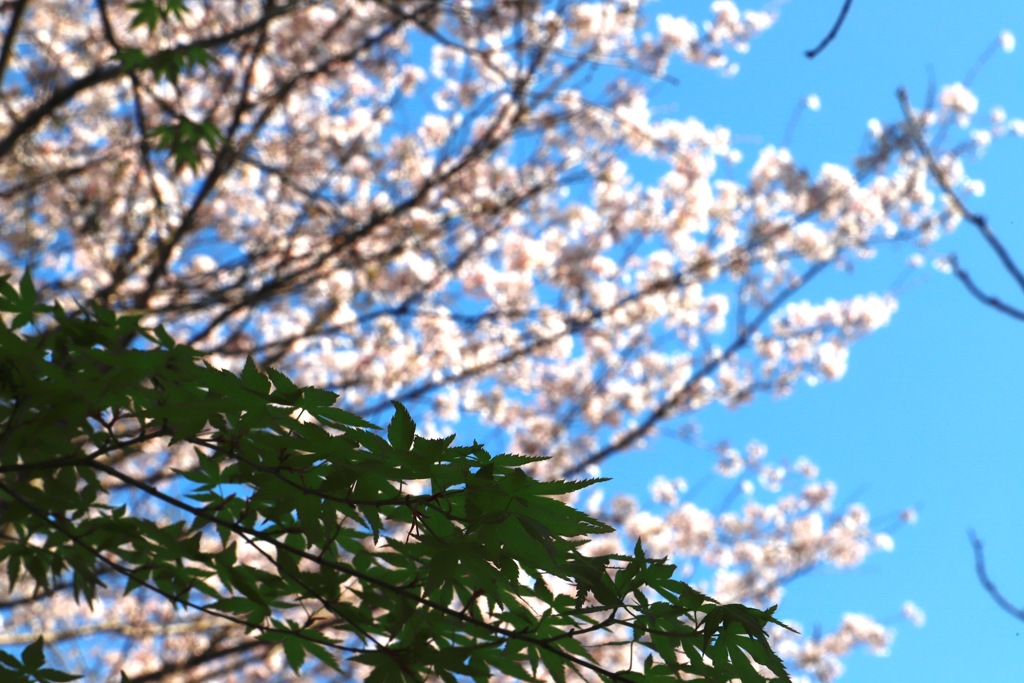 桜