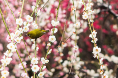 Japanese white-eye