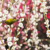 Japanese white-eye
