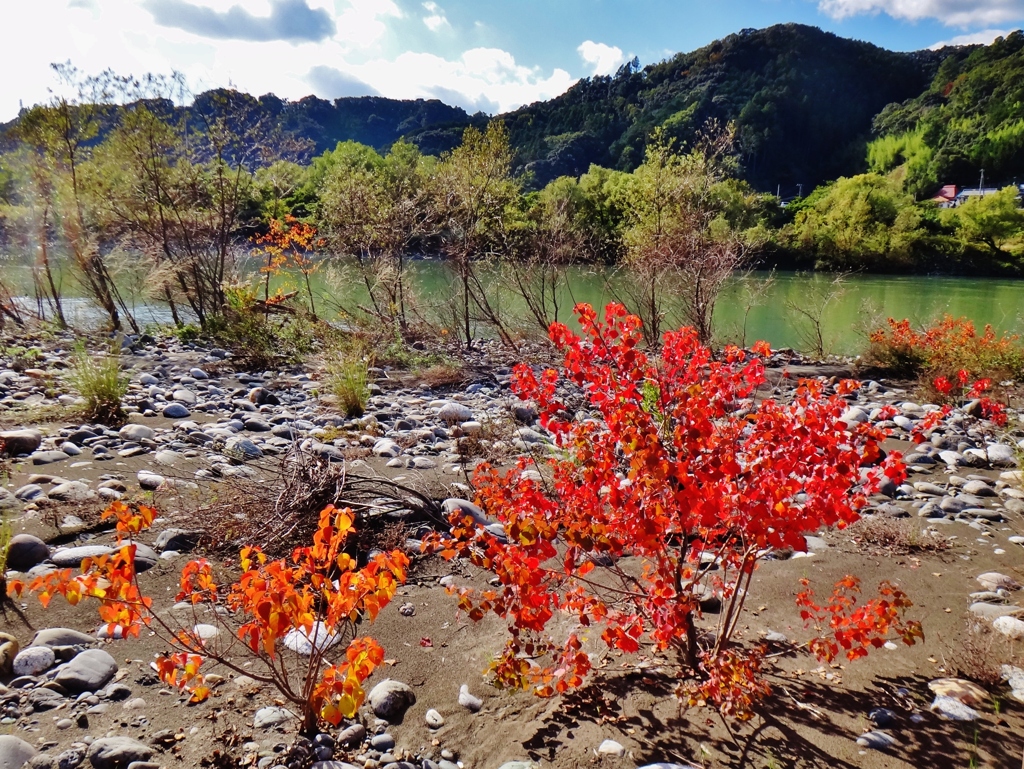 第千九百八十二作　　「川原　なにやら　木の葉色づいて　小春」　静岡県天竜　