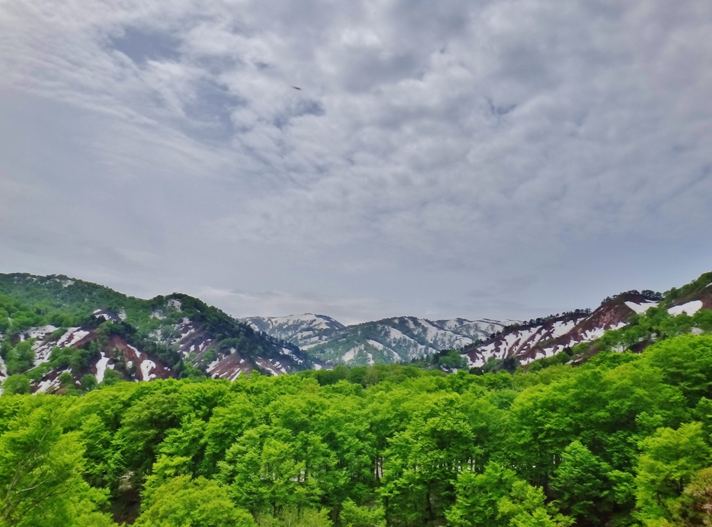 第三千五百九十作　「雪解けの　新緑の　国境を越へ」　山形県月山