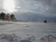 第千三百二作　　「気まぐれの　地吹雪に　歯を食ひ縛り」　山形県鶴岡