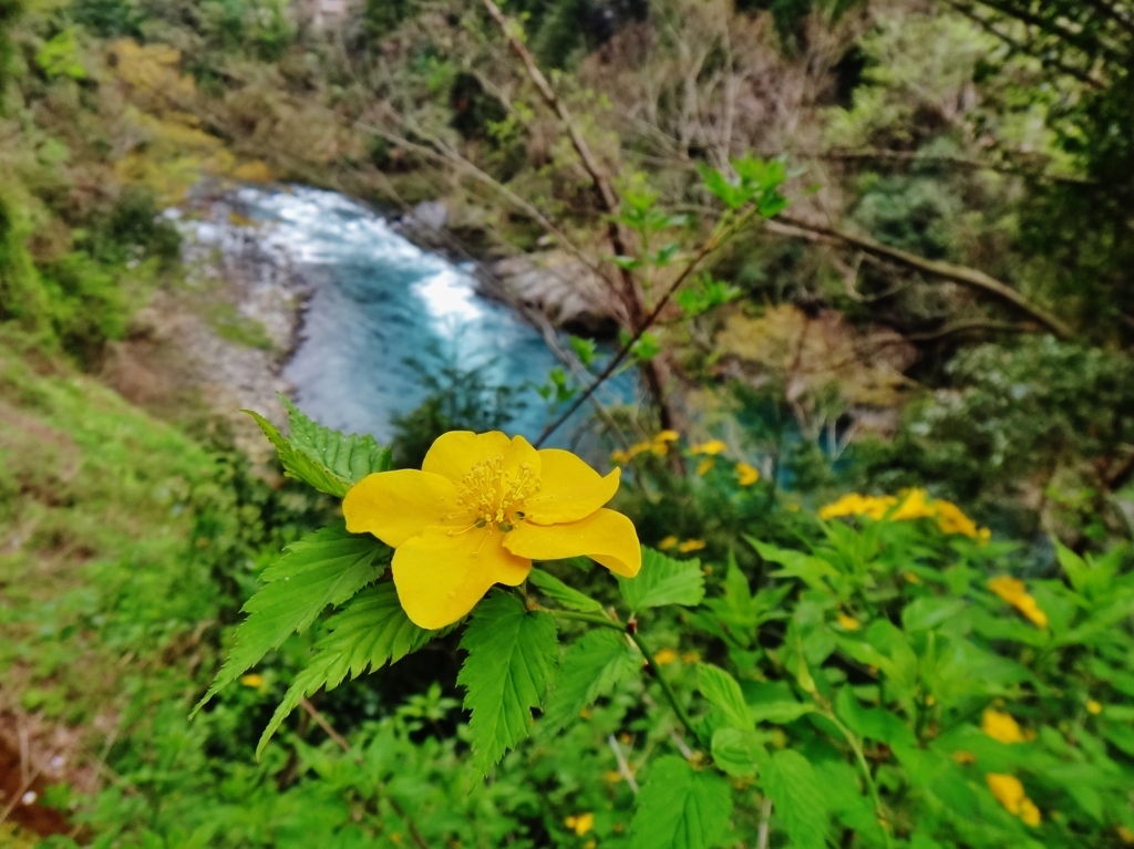 第二千四百七十五作　「呼ばれた気がして　渓のやまぶき　花ざかり」　岐阜県本巣