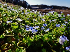 第二千七十作　　「我が足元は　野の花めいめい　にぎやかに咲き」　茨城県行方