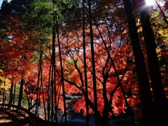 第千六百十九作　　「この年最後であらふ　裏紅葉　燃へる」　神奈川県鳥屋