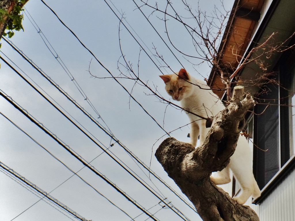 第五百六十七作　　「さてどうしやう　樹の上のねこ」　山口県柳井　2016.01.