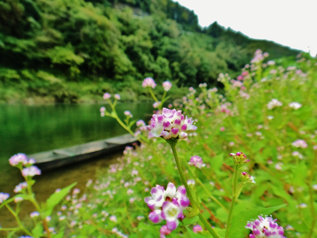 第三千九作　「溝蕎麦に　埋もれてゐて　川舟しづか」　栃木県茂木