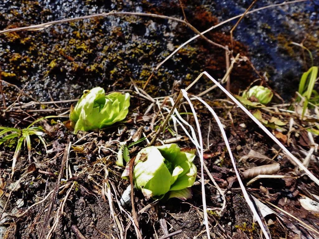 第六百九作　　「水を味わふ　ことしは早い　ふきのたう」　福井県和泉　