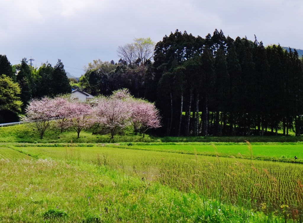 第二千百十作　「水田　早くも植えられてゐる　桜満ちる」　宮崎県日南