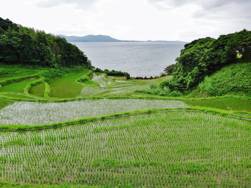 第千八百二十四作　　「しつとり　しみじみとして　田の面」　山口県油谷