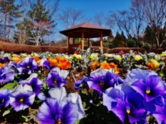 第三千百六十九作　「次から次へと　花と咲かさる　旅の空」　茨城県関本