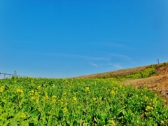 第四千二百五十八作　「だいぶ咲いてくる　土手の菜花摘む」　茨城県境