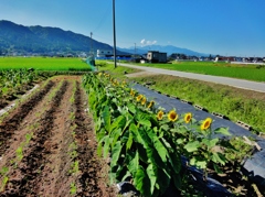 第三千六百五十三作　「ひまわりの　一列に見ゆ　朝の光で」　富山県宮崎