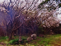 第三千五百七十三作　「崩れかけたる　墓石ひとしく　桜ふるふる」　佐賀県佐賀