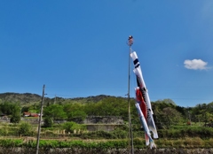 第六百七十作　　「風がなひ　鯉のぼりの　空を望む」　広島県甲立