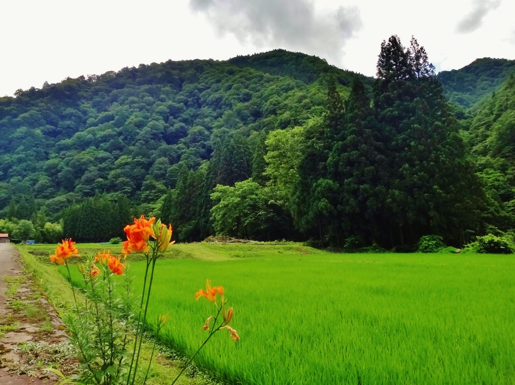 第三千二百七十八作　「そろそろひと雨　欲しい顔して　畔の萱草」　福井県和泉