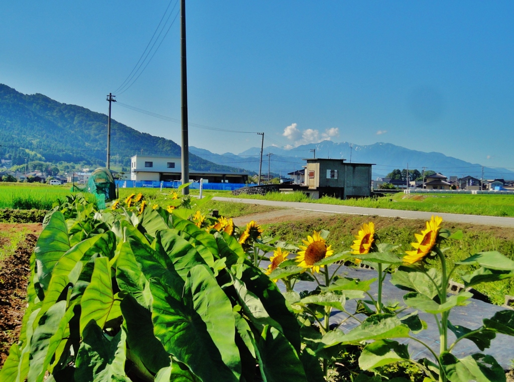 第二千九百二十二作　「ひと心地　ついた顔して　ひまわりの花」　富山県入善