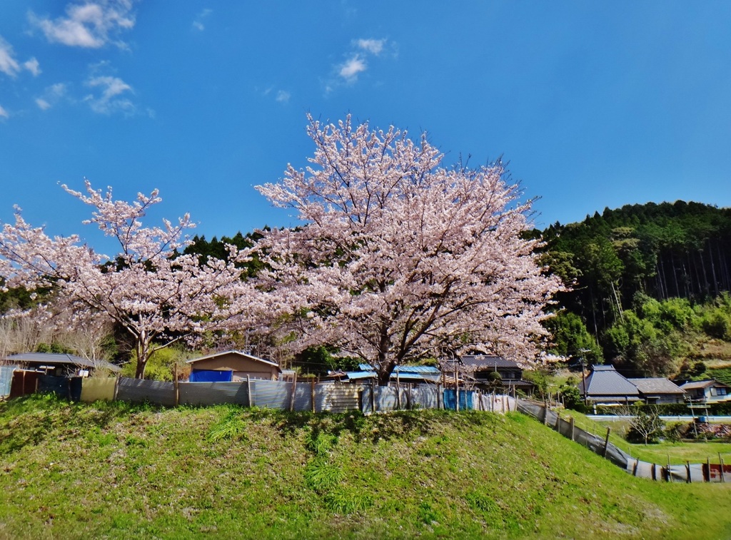 第三千百九十一作　「振りかへつて　呼ぶ人もなく　桜ふる」　静岡県青谷