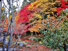 第二千三百四十一作　「枯れ際よろしい　木の葉はまこと　うつくしい」　京都府左京区