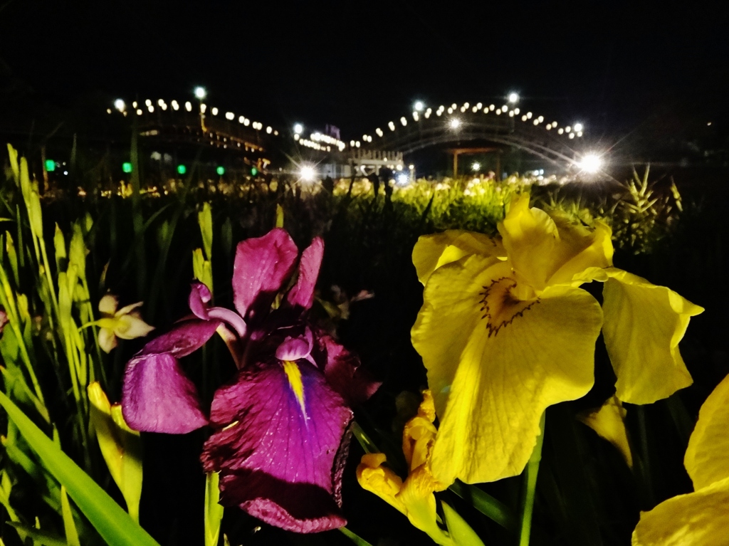 第二千五百二十五作　「夜風じつとりと　あやめ花　浮かさる」　茨城県潮来