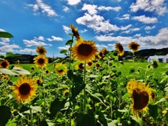 第四千三十七作　「ひまわりの　眩しすぎたり　村はずれ」　千葉県三芳