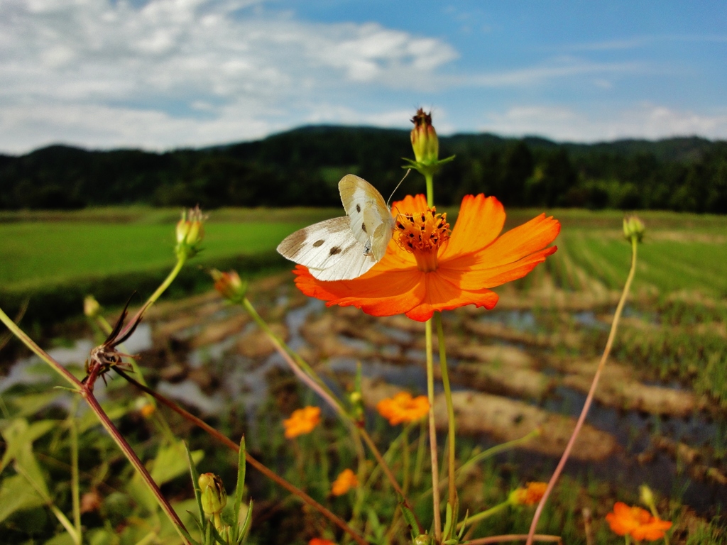 第千百九十九作　　「ふうわり　てふちよう　秋花吸ふか」　富山県砺波