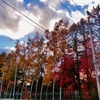第三千四百十一作　「滞る　ふと窓越しに　秋の彩る」　北海道札幌　