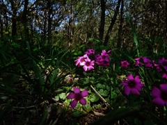 第千七百三十一作　　「慌ただしさの　野は花ざかり」　　福岡県神湊