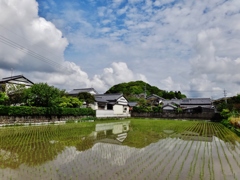 第千四十一作　　「こんもりと　山は城跡の　田植え」　高知県安芸　