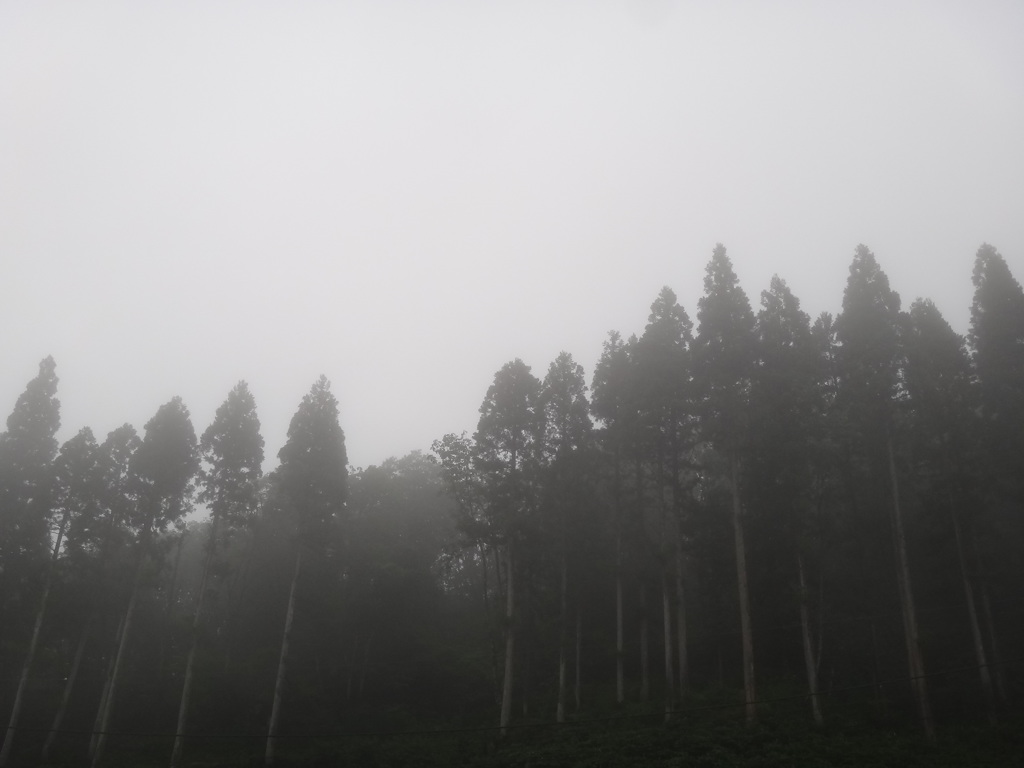 第千百五十一作　　「山霧が　湧いて流るる　よろしさの朝」　岐阜県桧峠　
