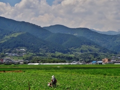 第七百八十七作　　「農夫耕す　炎天の芋畑」　愛媛県西条　